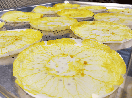 slime mold, blob science kits, kids science projects, science fair project, physarum polycephalum grow kit