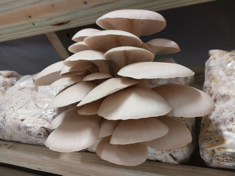 commercial mushroom farm, grain spawn transfers, mushroom spawn, cultivation supplies, quality control, better practices