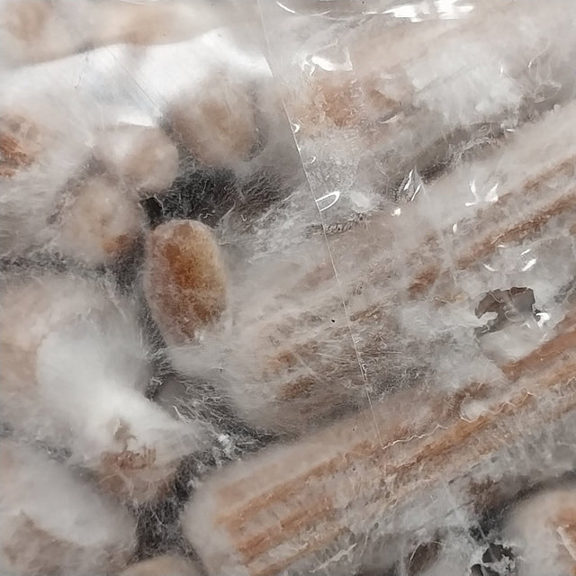 Pink Oyster Mushroom Plug Spawn Dowels (100)