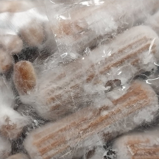 mushroom plug spawn, where to buy grifola frondosa plugs, best hen of the woods growing supplies, hen of the woods plug spawn
