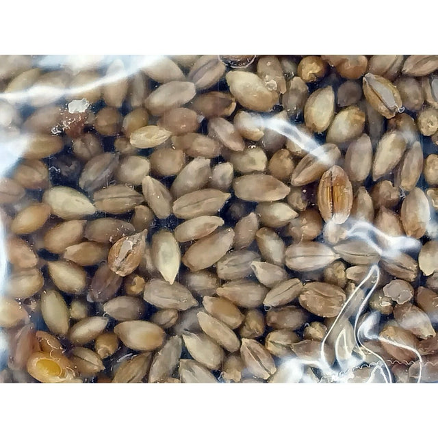 up close hydrated rye grain in autoclavable bag with filter patch