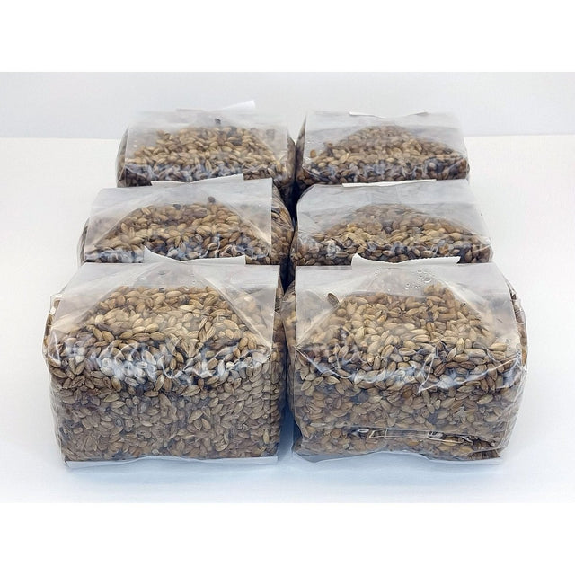 six pack of sterilized rye berry mushroom substrate blocks for creating spawn