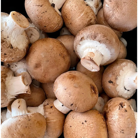 Agaricus bisporus mushroom liquid culture syringe