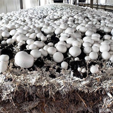 Agaricus bisporus white button mushroom liquid culture