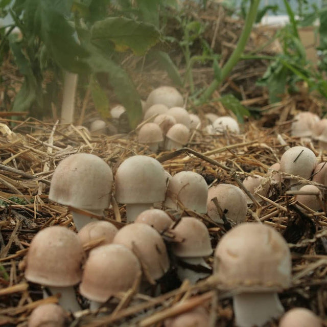 Agaricus blazei liquid culture syringe