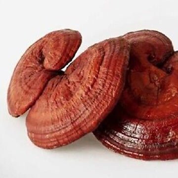 Ganoderma neo-japonicum mushroom liquid culture syringe sample