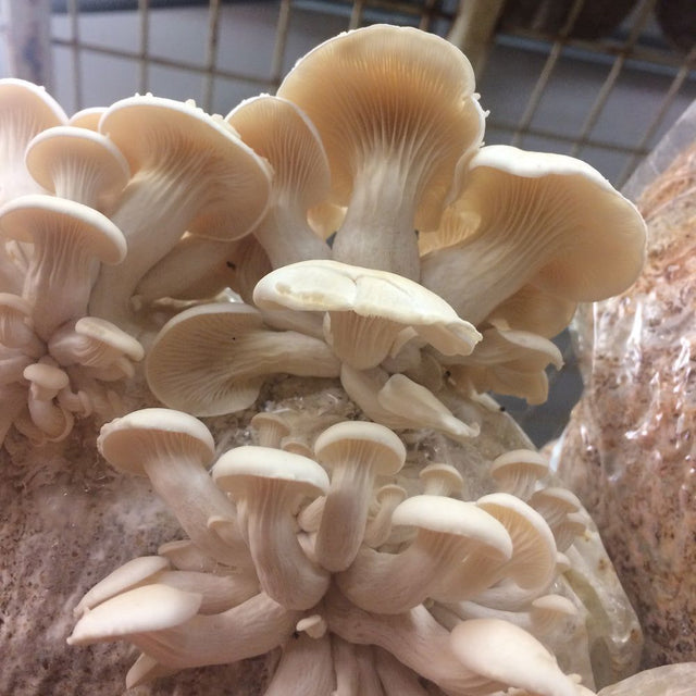 Pearl Oyster Mushroom Plug Spawn Dowels (100)