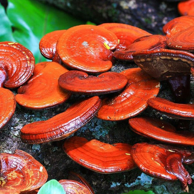 Red Reishi Mushroom Plug Spawn Dowels (100)