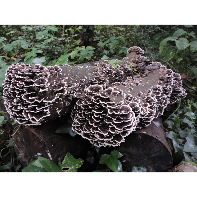 Turkey Tail Mushroom Plug Spawn Dowels (100)