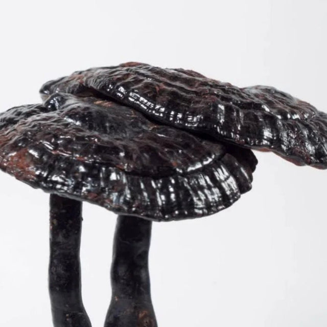 black reishi mushroom