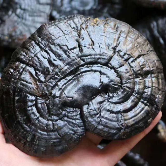 black reishi mushroom liquid culture