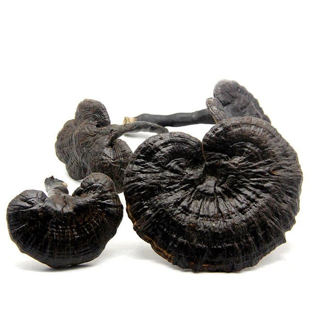 black reishi mushroom on white background