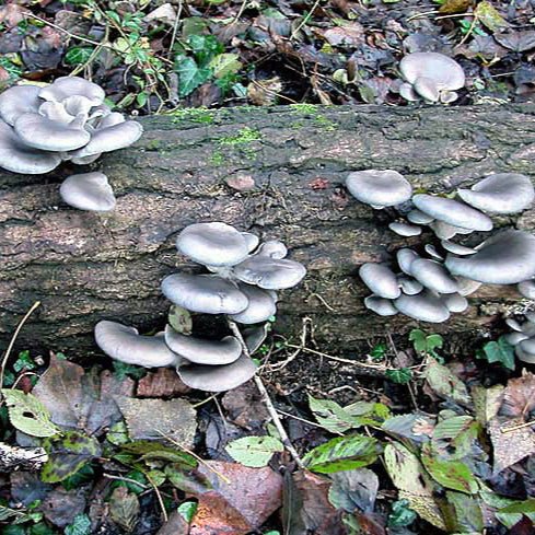 blue oyster mushroom