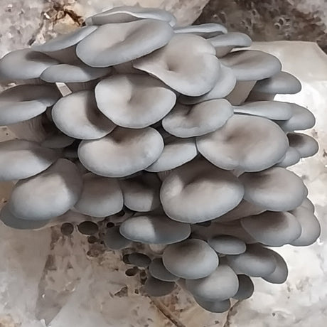 blue oyster mushroom culture