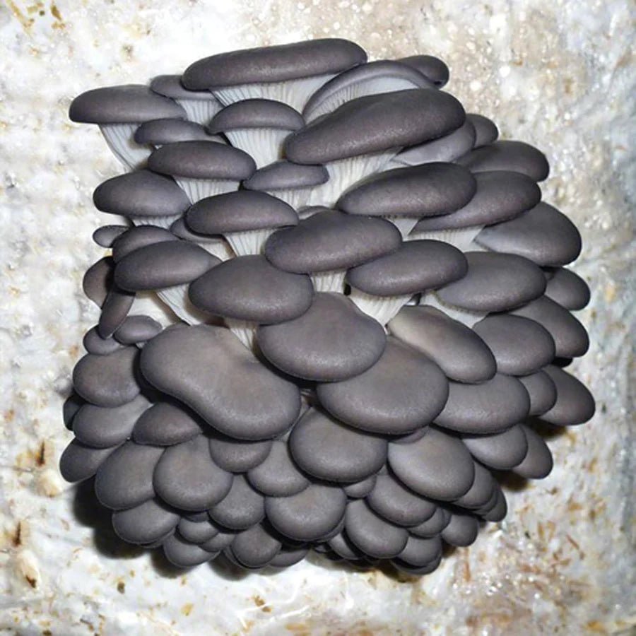blue oyster mushroom grain spawn culture