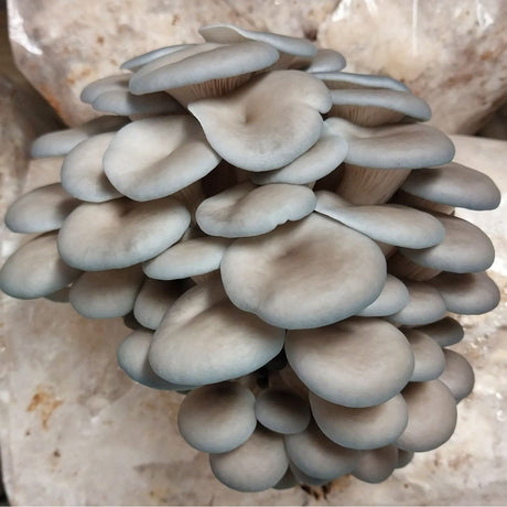 blue oyster mushroom liquid culture syringe kit