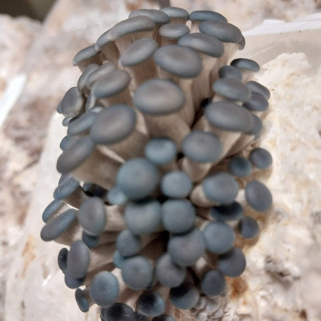 blue oyster mushroom pinning