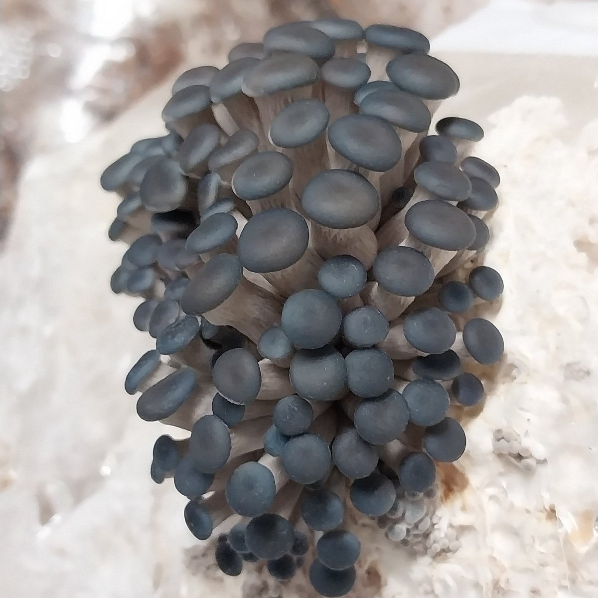 blue oyster mushroom spawn pins
