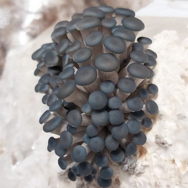 blue oyster mushroom spawn pins