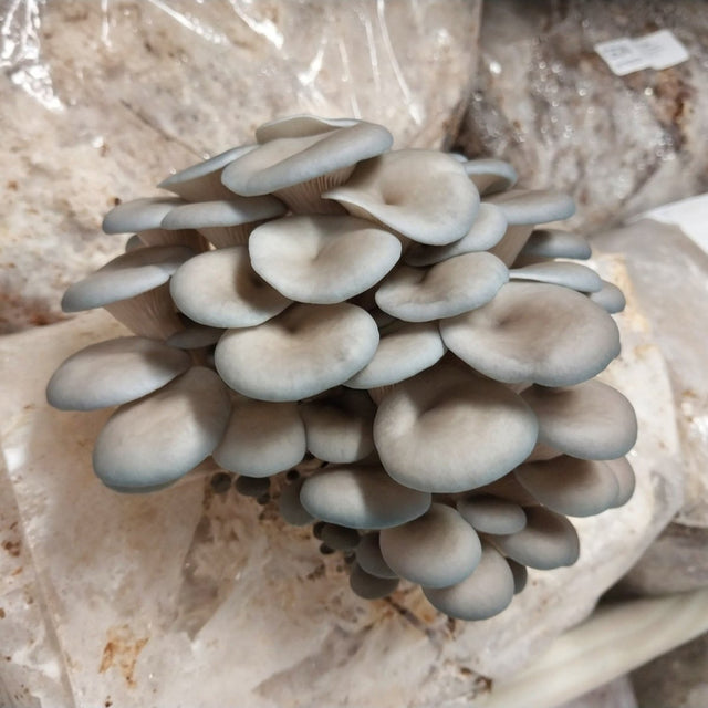 blue oyster spawn