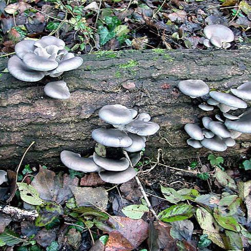 Blue Oyster Mushroom Plug Spawn Dowels (100)