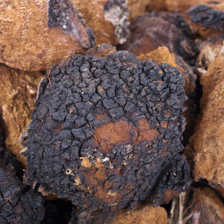 chaga mushroom liquid culture