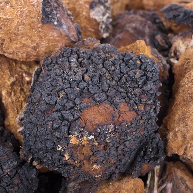 chaga mushroom liquid culture