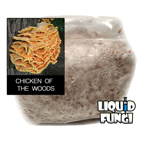 chicken of the woods spawn
