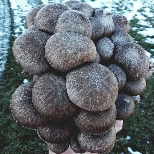 Black Pearl King Oyster Mushroom Plug Spawn Dowels (100)