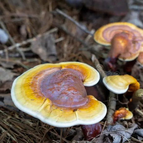 Ganoderma Curtisii golden reishi mushroom