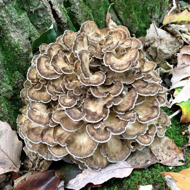 professional grade plug spawn, premium maitake plugs, quality mushroom spawn, guaranteed viable culture, commercial grow