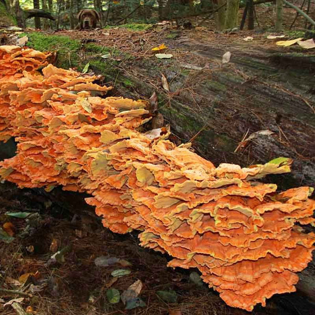 Chicken of the Woods Mushroom Plug Spawn Dowels (100)
