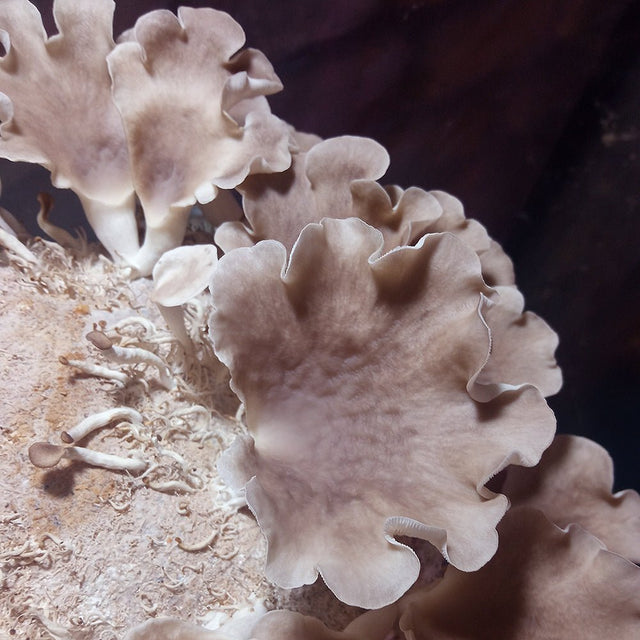 korean oyster mushroom done