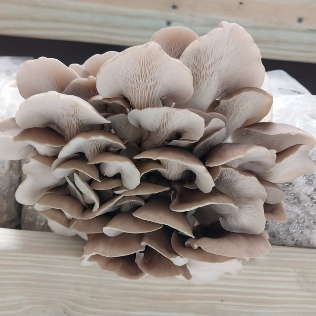 korean oyster mushroom bottom