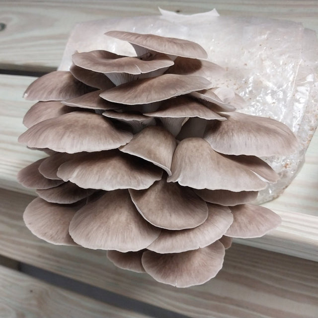 korean oyster mushroom fruiting