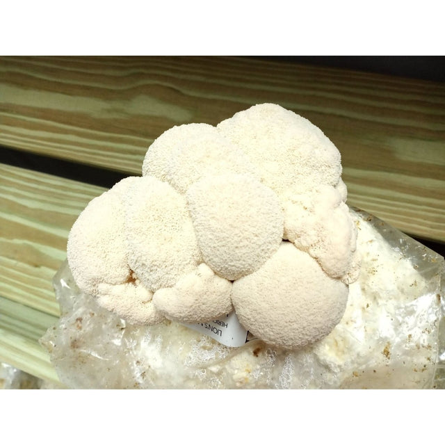 large lions mane kit