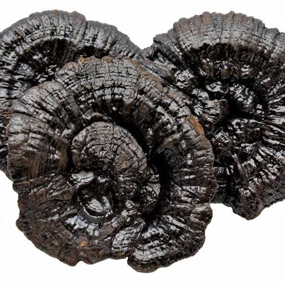 lingzhi black rieshi mushroom