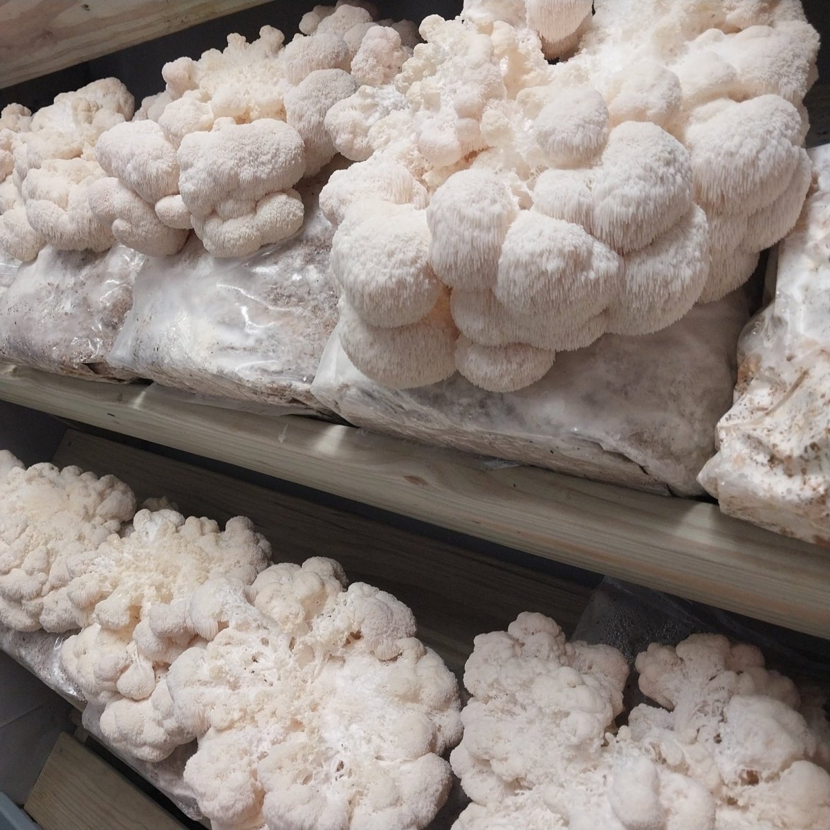 lion's mane mushroom culture, mushroom culture syringe, sterile mycelium culture, liquid fungi cultures