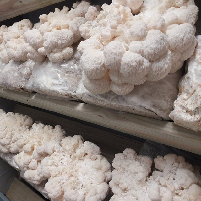 lion's mane mushroom culture, mushroom culture syringe, sterile mycelium culture, liquid fungi cultures