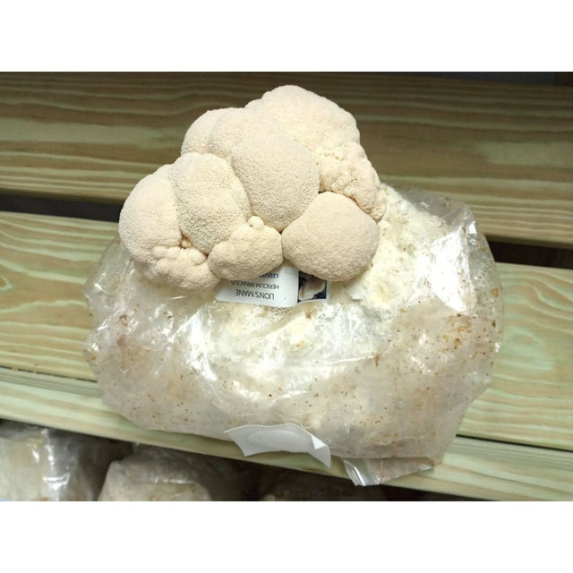 lions mane easy kit diy