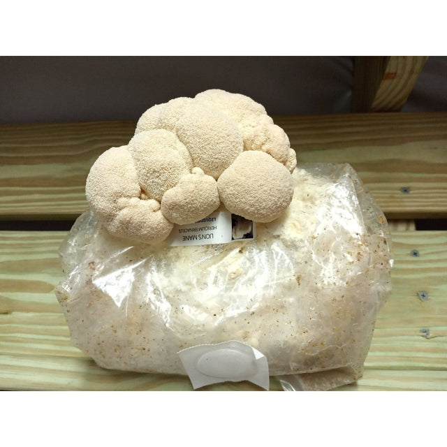 lions mane mushroom easy grow kit