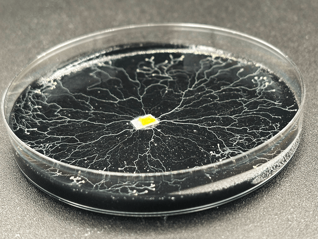 living slime mold, petri dish science experiment, the blob sclerotia, childrens science kit, stem science kits, blobshop.fr