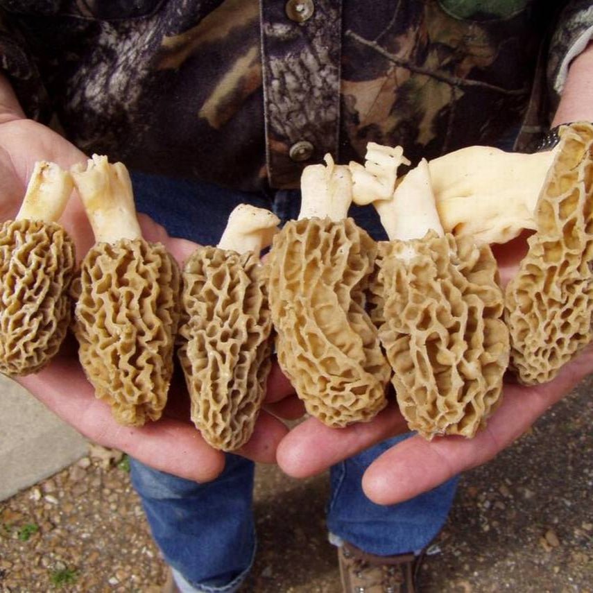 morel mushrooms