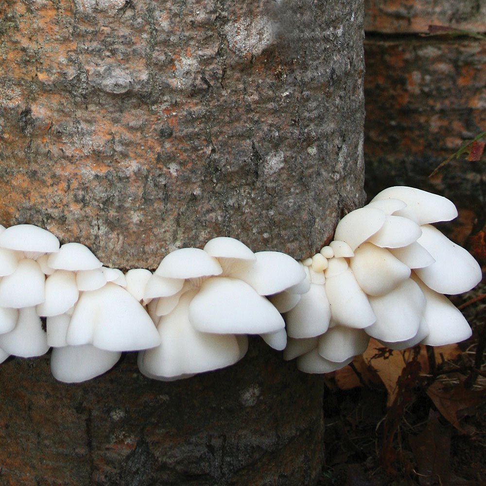 polar winter white oyster mushroom grain spawn bag