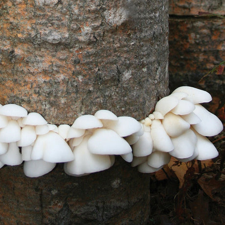 polar winter white oyster mushroom grain spawn bag