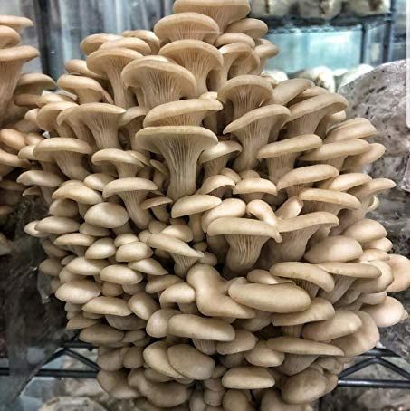 pearl oyster mushroom culture liquid