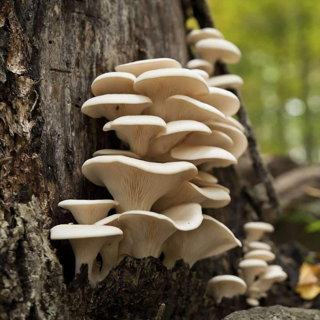 pearl oyster mushroom on tree
