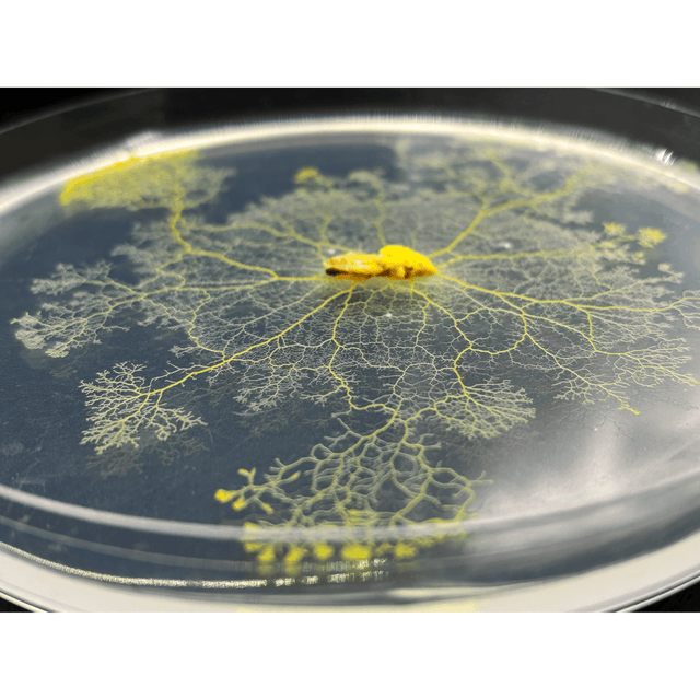 physarum polycephalum kit, educational toys, science kits for kids, homeschool experiments, easy science fair projects