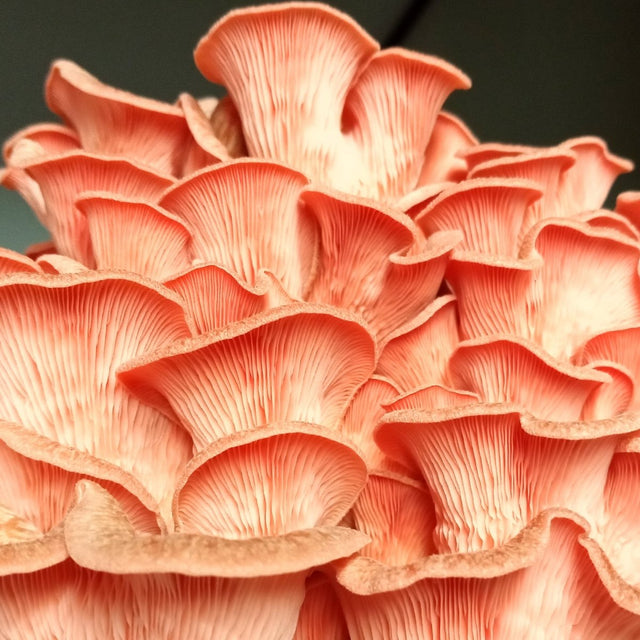pink oyster mushroom grain spawn