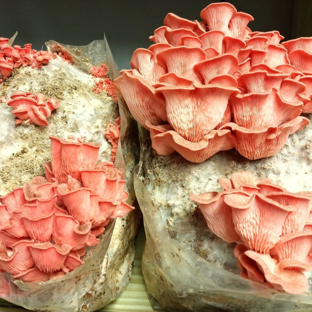 pink oyster mushroom liquid culture growing at liquid fungi